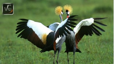 ALPA-VU-BL-BIRDS1A.jpg