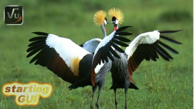 ALPA-VU-BL-BIRDS1B.jpg
