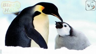 ALPA-VU-BL-PENGUINS1A.jpg