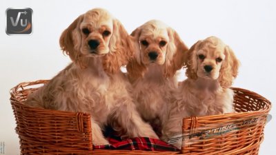 ALPA-VU-BL-PUPPIES1B.jpg