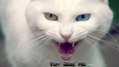 gato.JPG