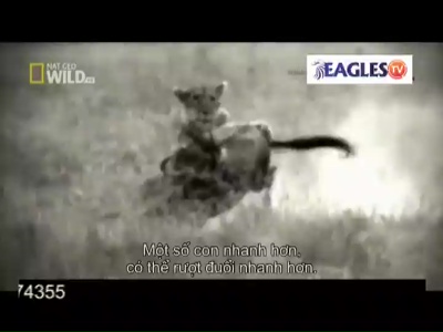 eaglestv.jpg