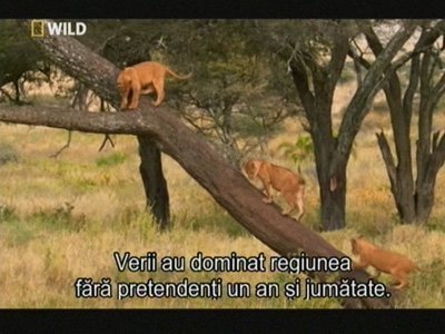 natgeowild-ro.jpg